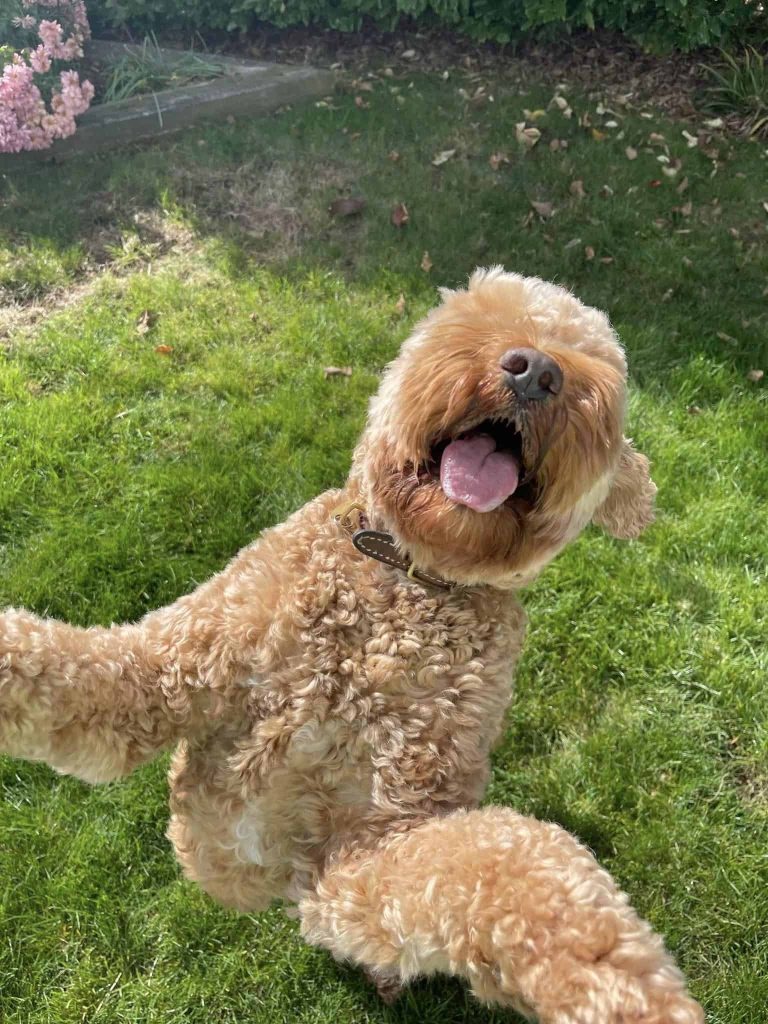 start your day with puppy kisses AND WAGGING TAILS!